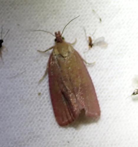 Réf. 325 911 : Celypha rosaceana